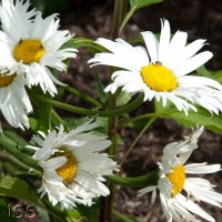 Shasta Daisy
